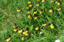 Cypripedium calceolus9